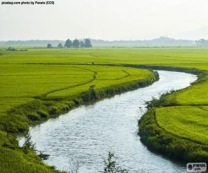 yapboz Pirinç tarlaları arasında nehir